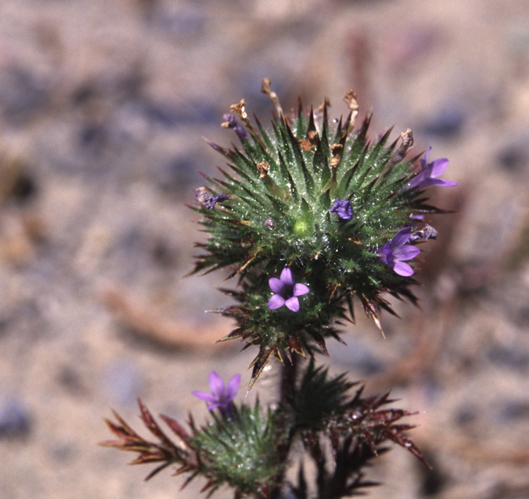 Navarretia