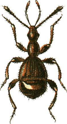 Pselaphus