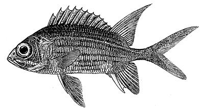Sargocentron diadema