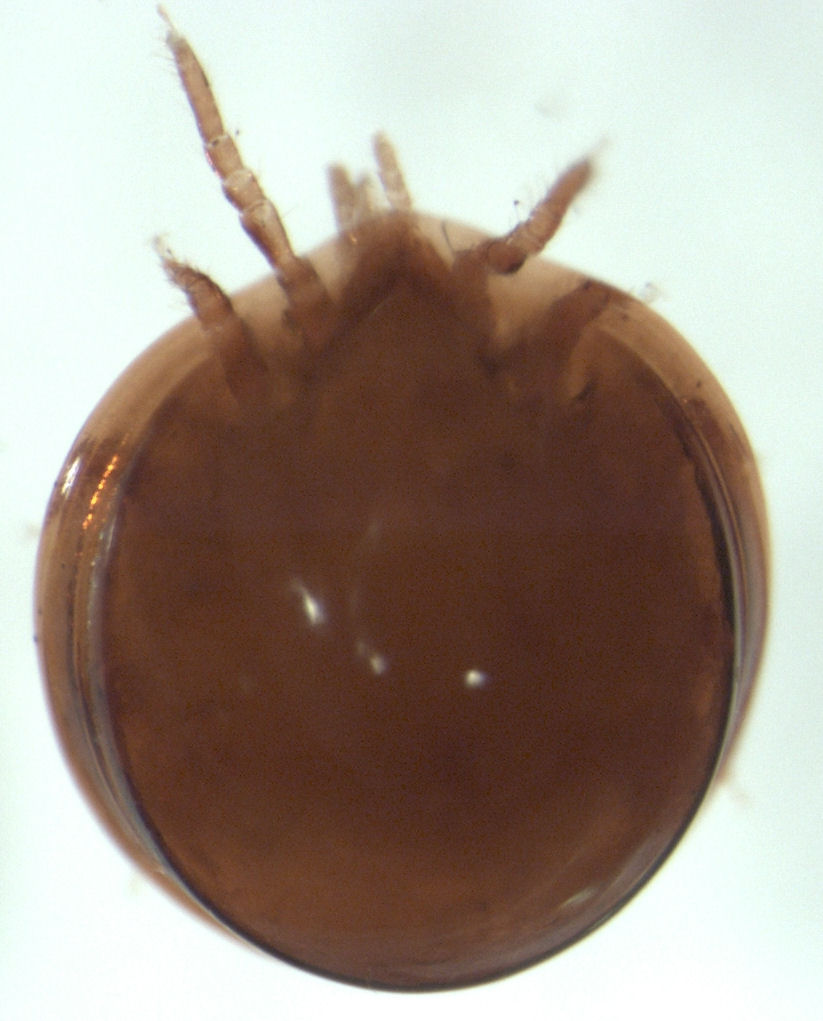 Uropodidae