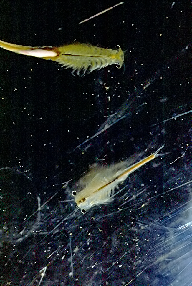 Branchinecta
