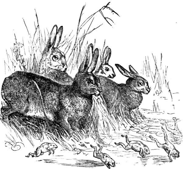 The Hares and the Frogs