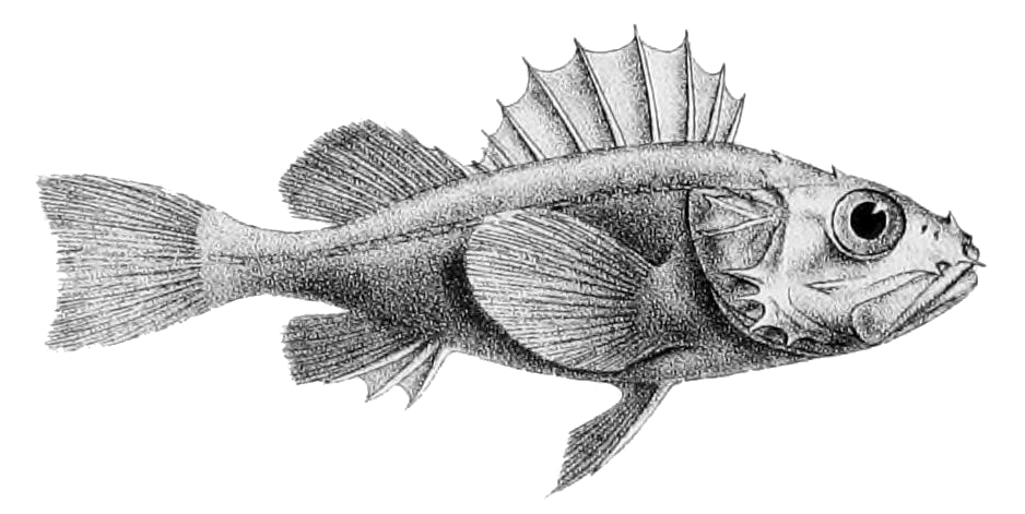 Setarchidae