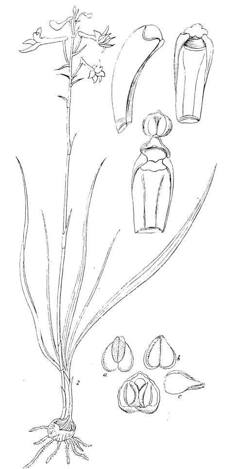 Anthogonium