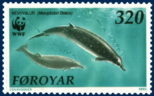 Mesoplodon