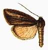 Acrapex