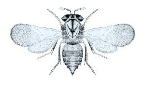 Aphelinus