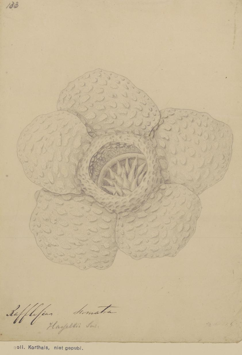 Rafflesia hasseltii
