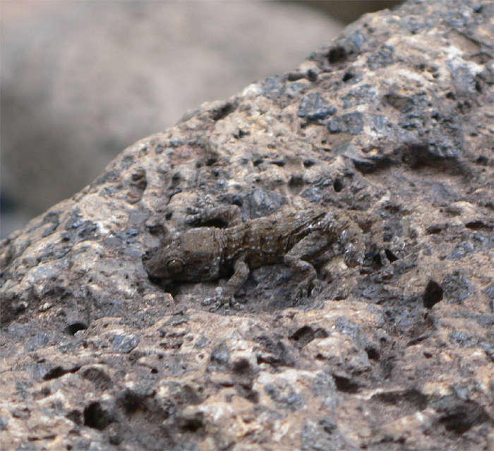 Tenerife Gecko
