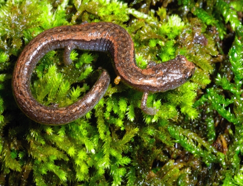 Sequoia slender salamander