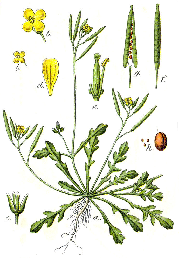Diplotaxis viminea