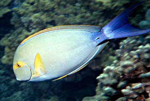 Acanthurus xanthopterus