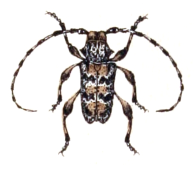 Aegomorphus