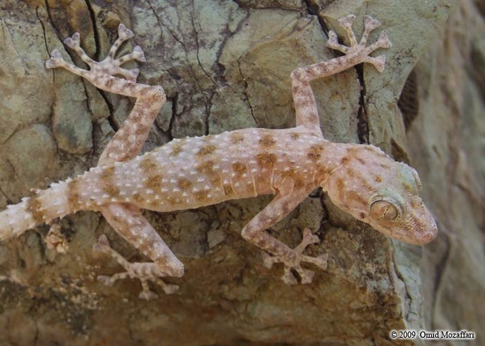 Asaccus elisae