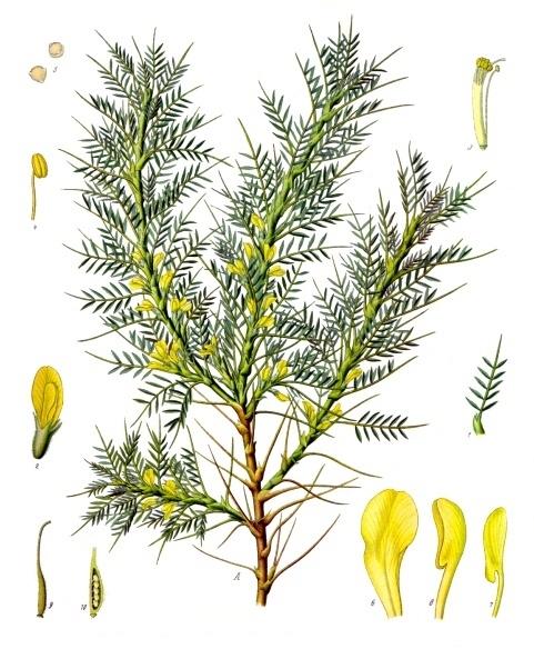 Astracantha