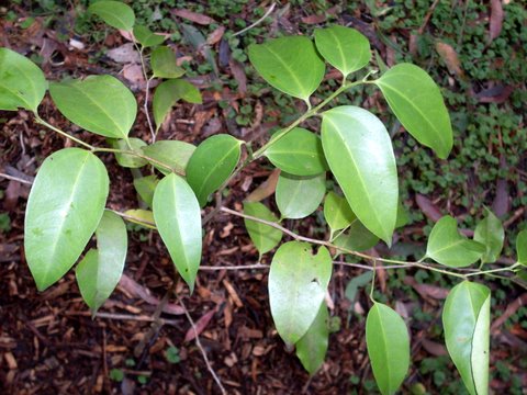 Celtis paniculata