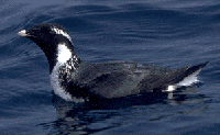 Synthliboramphus