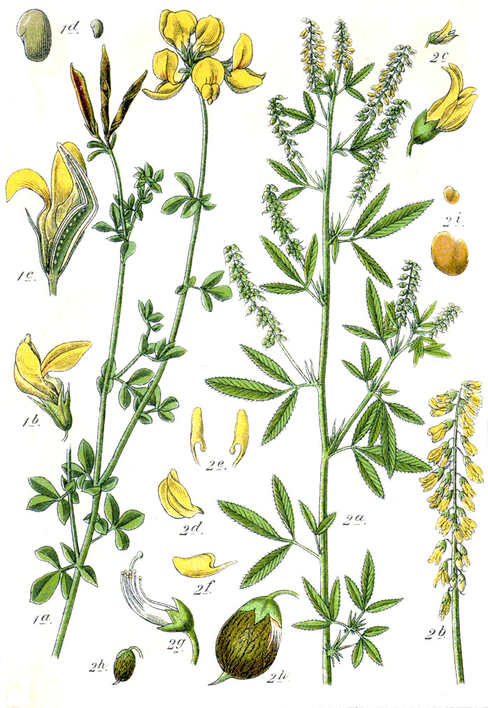 Melilotus dentatus