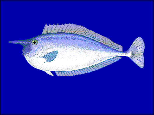 Naso