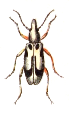Notoxus