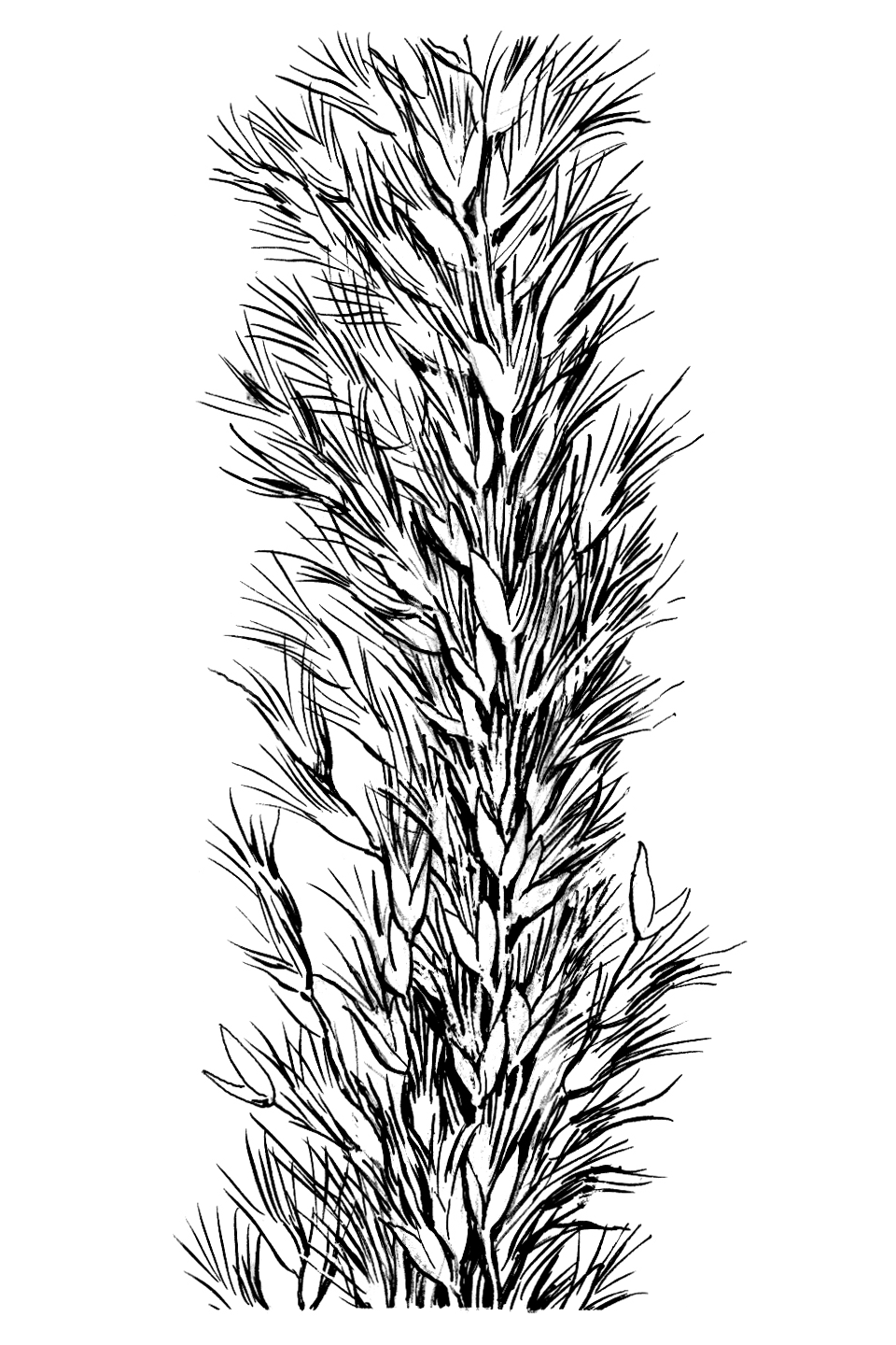 Pappophorum