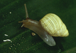 Partulidae