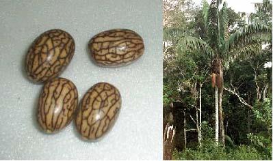 Oenocarpus bataua
