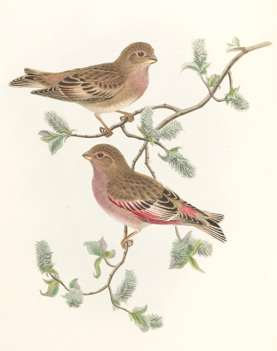 Mongolian Finch