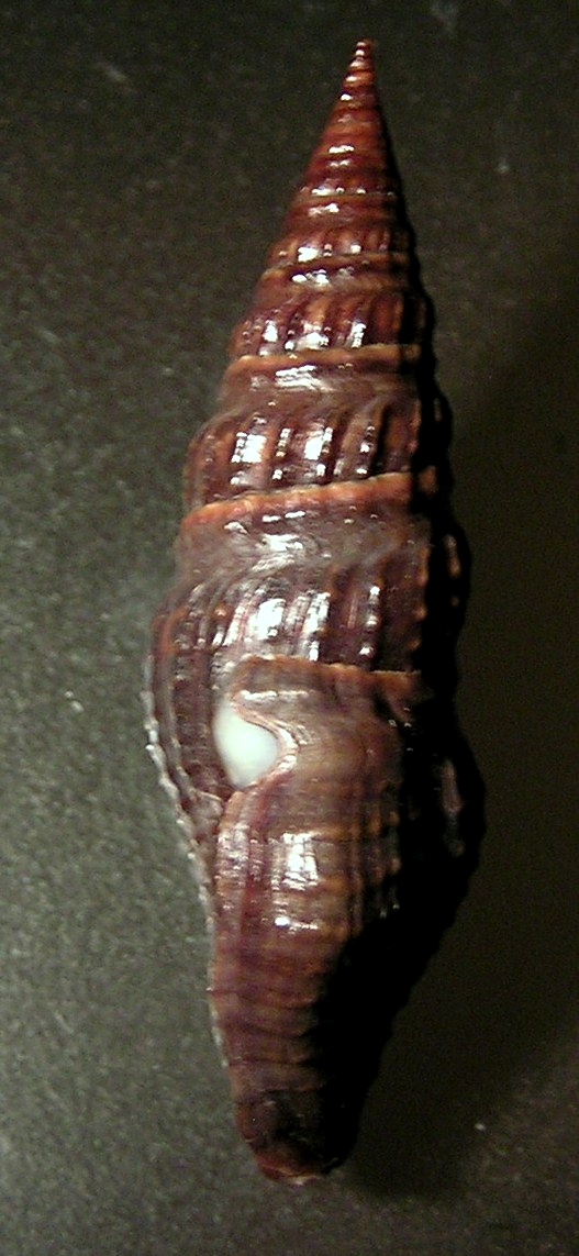 Crassispira
