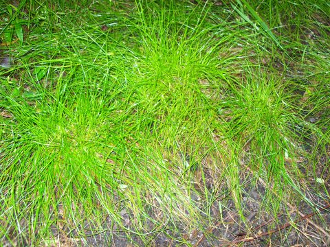 Cyperus gracilis