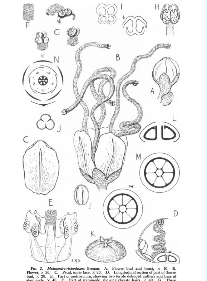 Medusandra