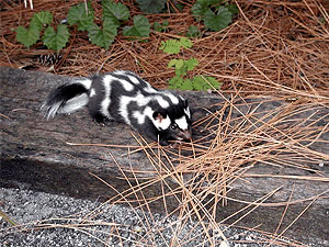 Eastern spotted skunk
