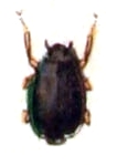 Gyrinus marinus