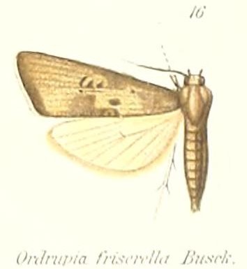 Copromorphidae