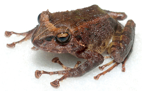 Platymantis rabori