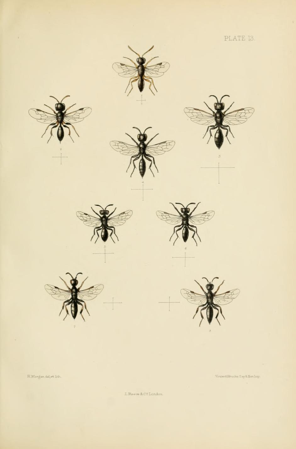 Pemphredoninae
