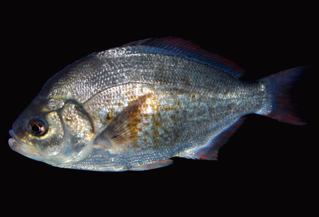 Redtail surfperch