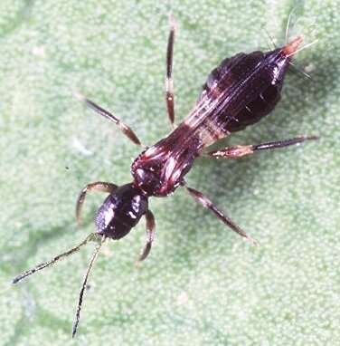 Terebrantia