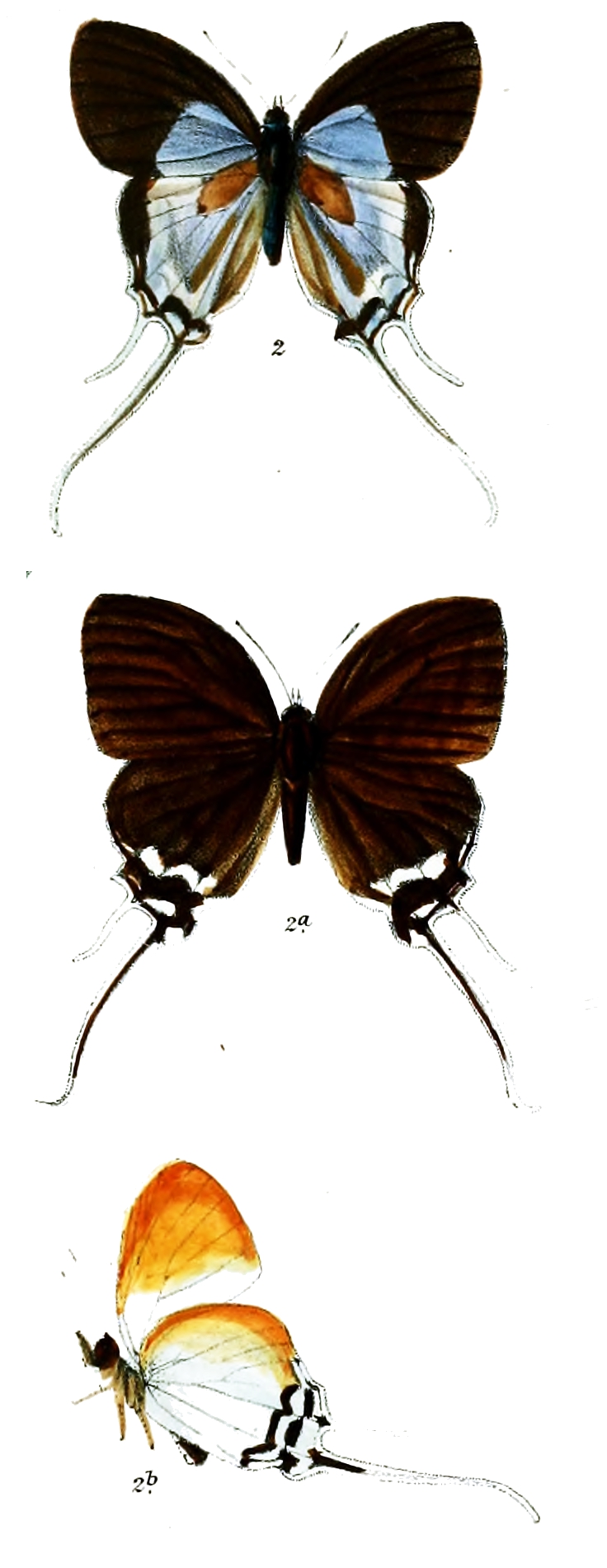 Neocheritra