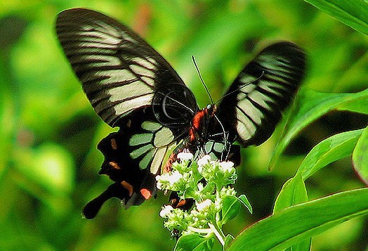 Atrophaneura jophon
