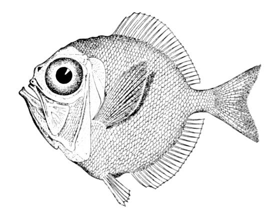 Diretmidae