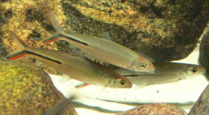 Hemiodus