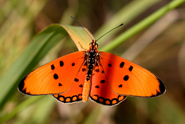 Acraea
