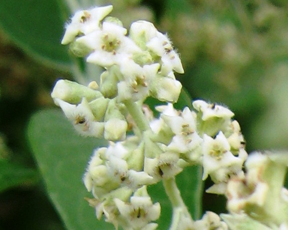 Buddleja cordata