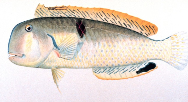 Iniistius baldwini