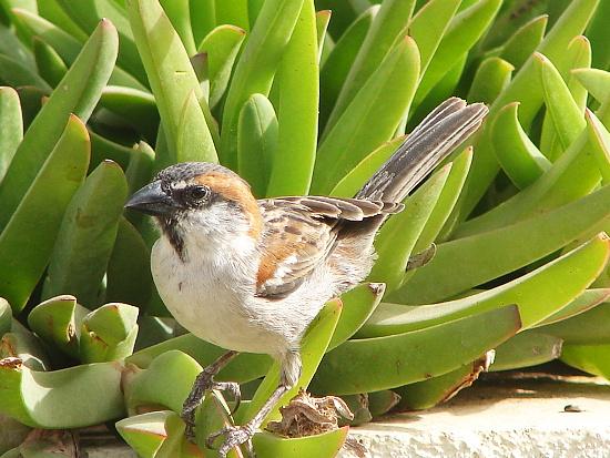 Iago Sparrow