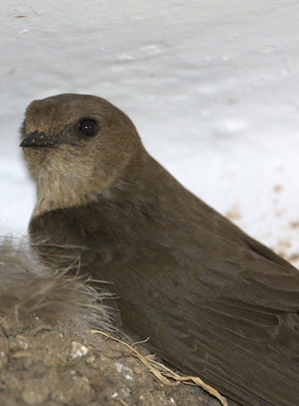 Ptyonoprogne