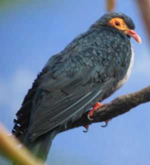 Mountain pigeon
