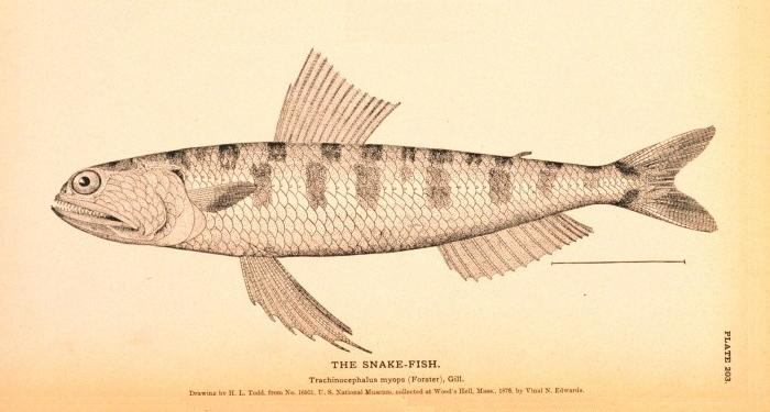 Trachinocephalus myops