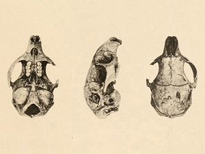 Boromys